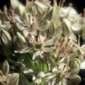Flore, Allium nigrum P ou al noir