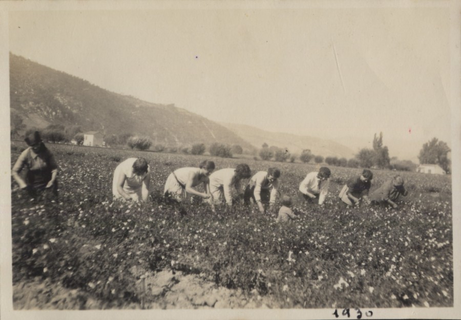 Photographie reprsentant la cueillette au domaine agricole de l'Abadie. 1930 (BH1144)