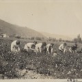 Photographie reprsentant la cueillette au domaine agricole de l'Abadie. 1930 (BH1144)