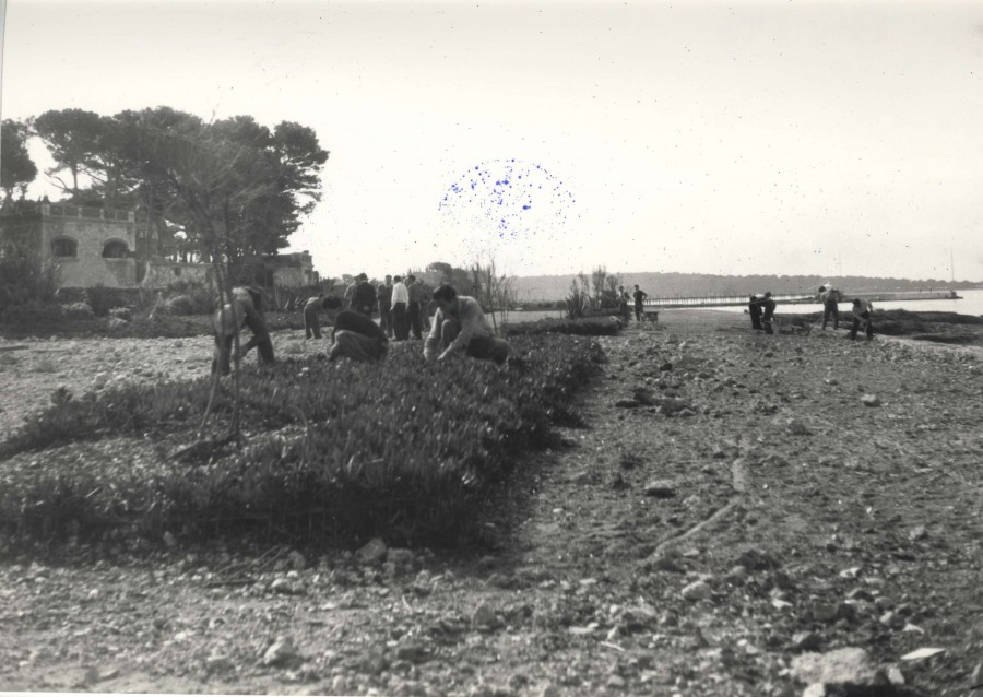 Photographie du dminage des plages de la Pointe Croisette, au niveau de la villa la Corne d'or, 1945-1946 (13Fi377)