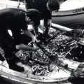 Une belle pêche en 1970 (phot. SI de Cannes)