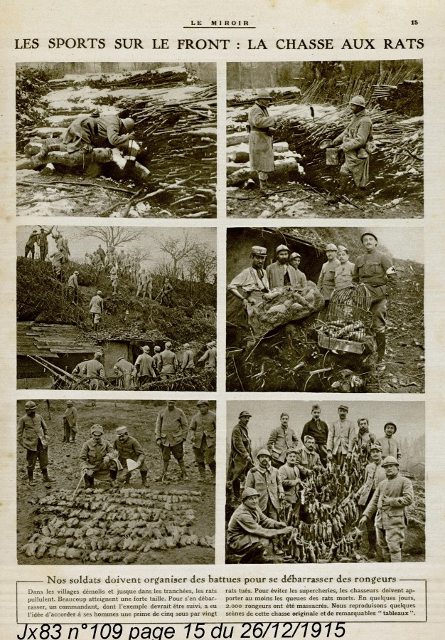 La chasse aux rats dans les tranches, 26 dcembre 1915