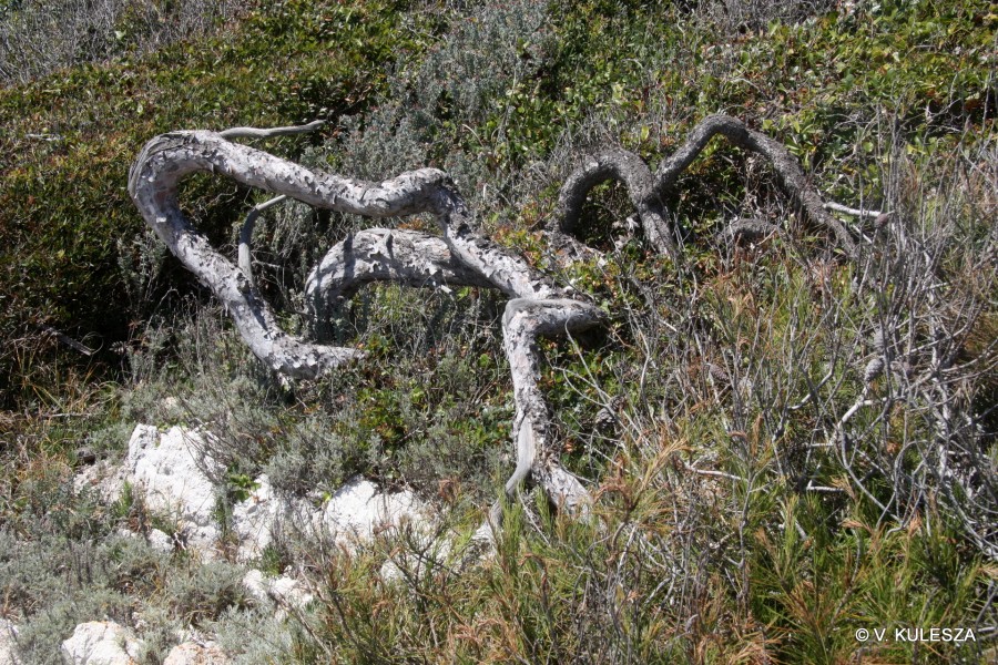 Habitat littoral  Pinus halepensis ou pin blanc anmomorphos, cte sud, le Saint Honorat