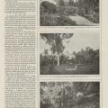 Le jardin de la villa Eléonore, article de la Vie à la campagne 1908, AMC 11S31