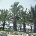 Palmiers et oliviers Croisette