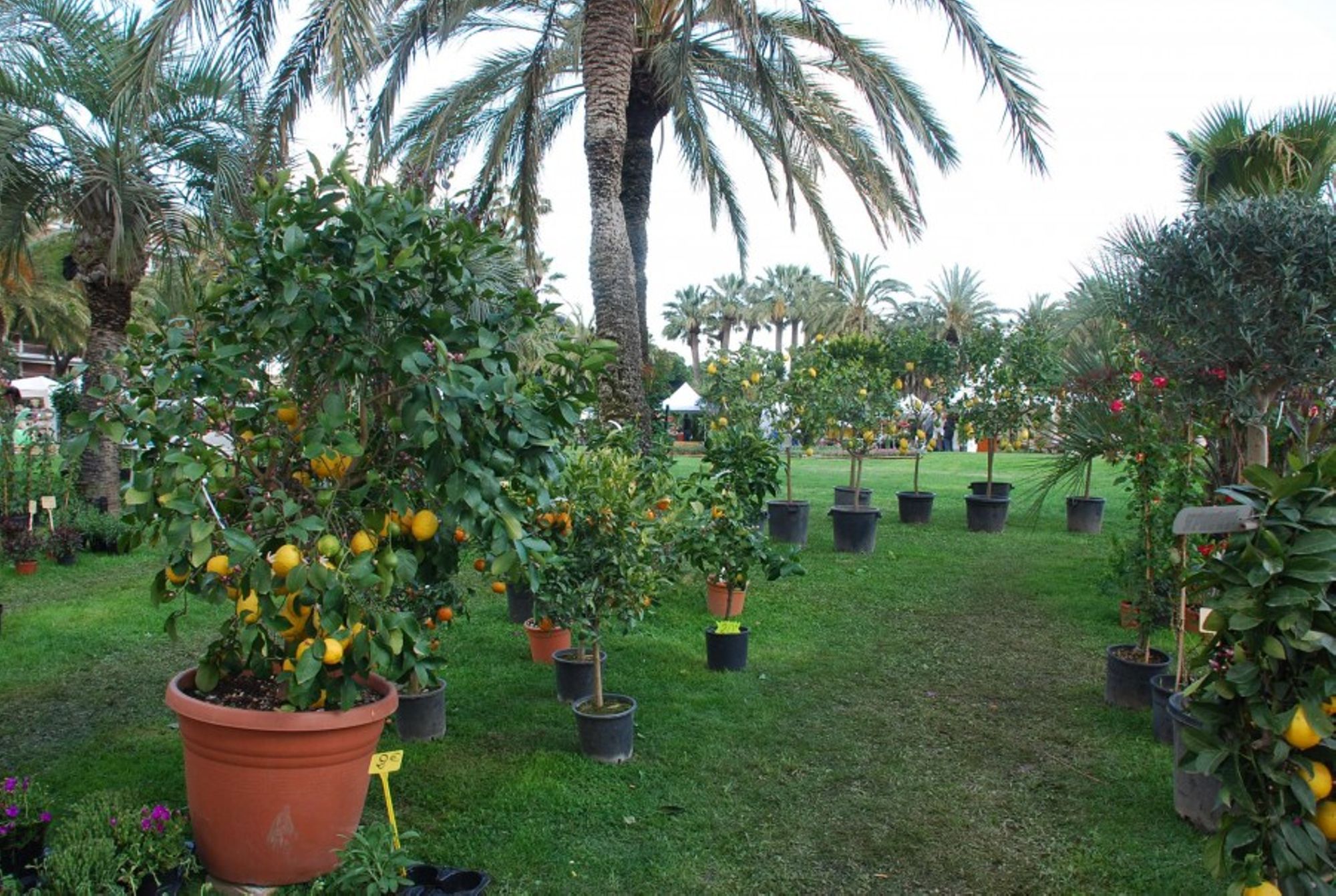Salon Flore passion à Cannes