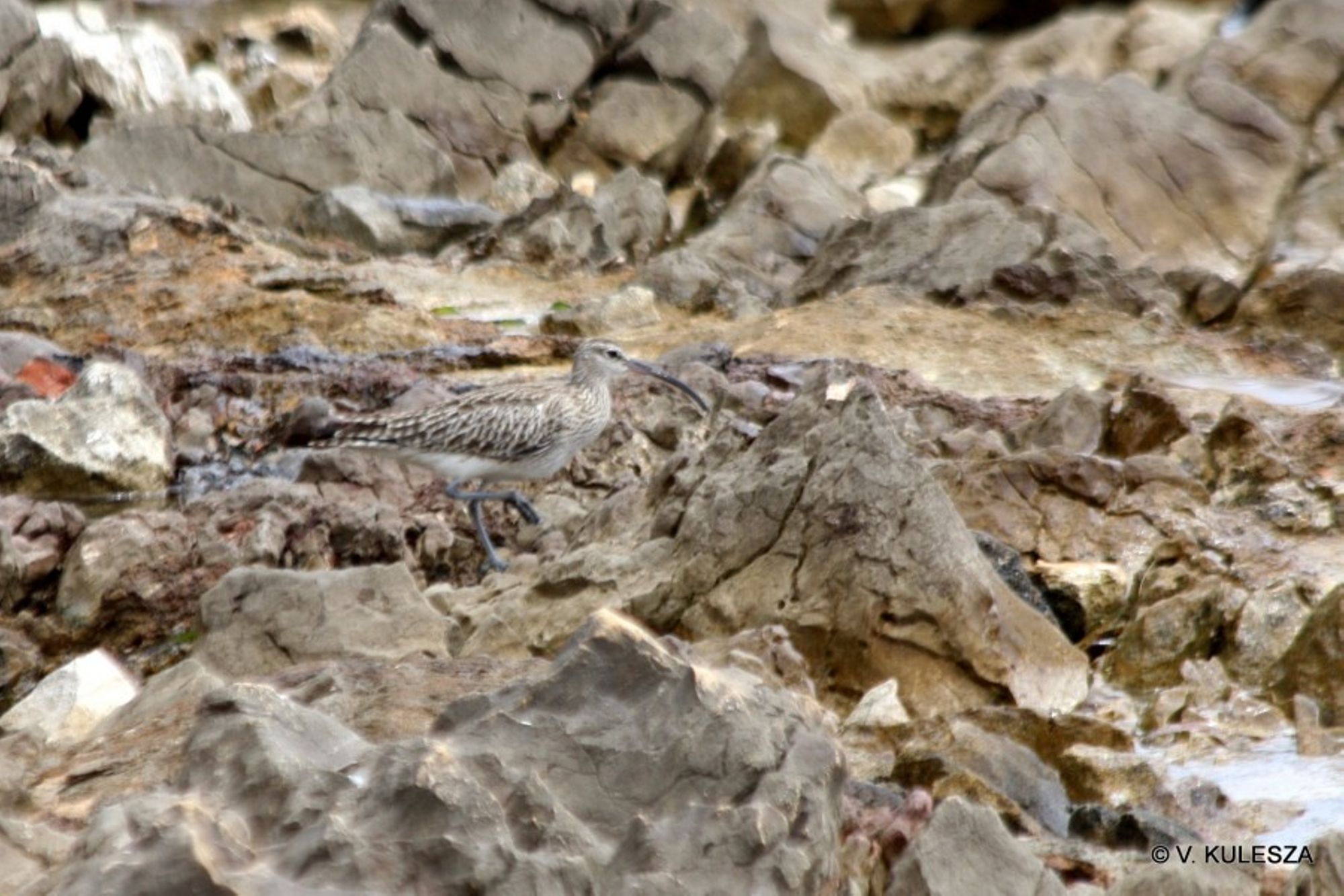 Mimétisme, Avifaune, Numenius phaeopus ou courlis corlieu. Côte sud de l'ile Saint Honorat