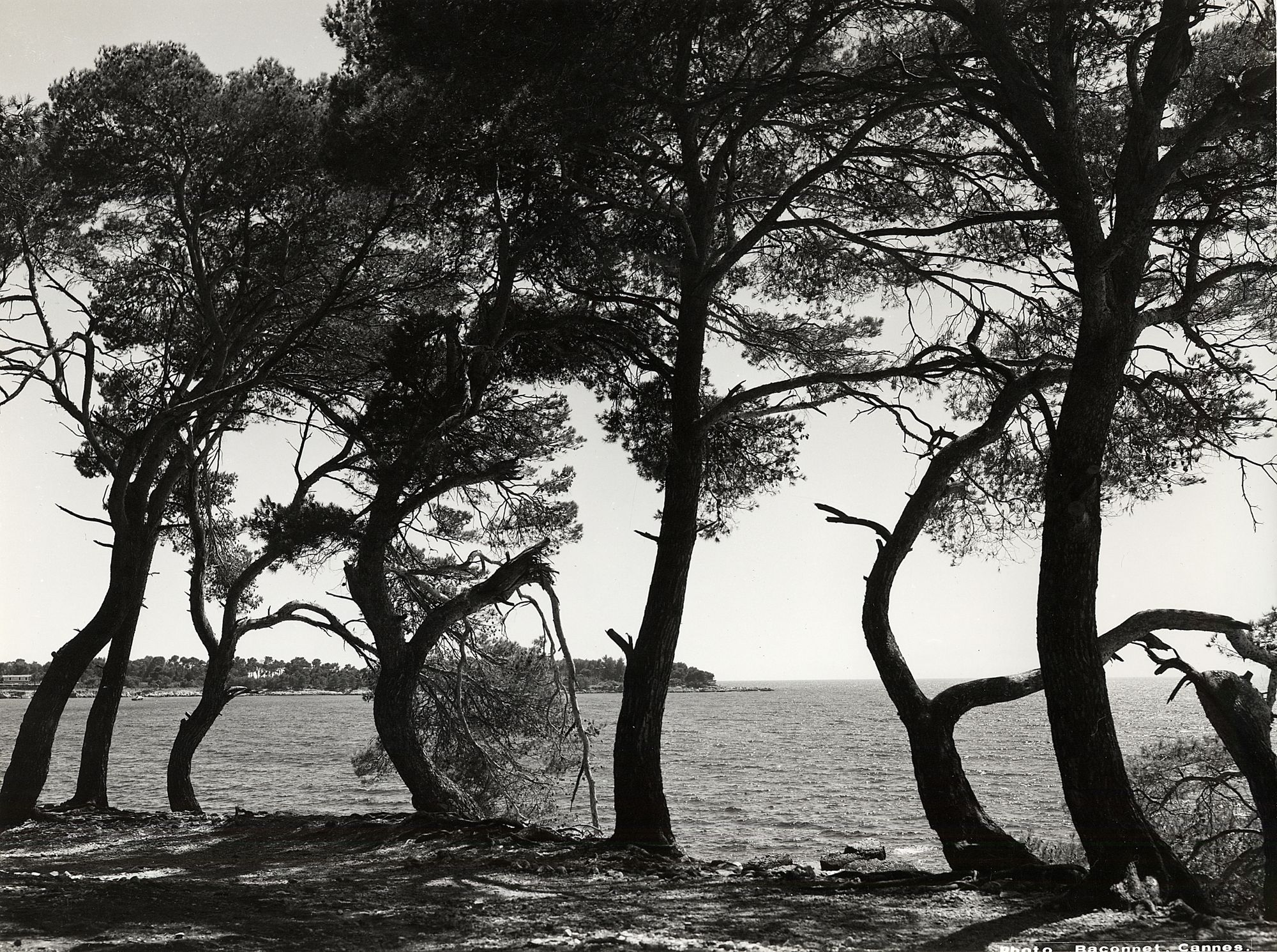 Pins de l'île Sainte-Marguerite, vers 1970 © Photographie Baconnet. AMC, 3Fi142.