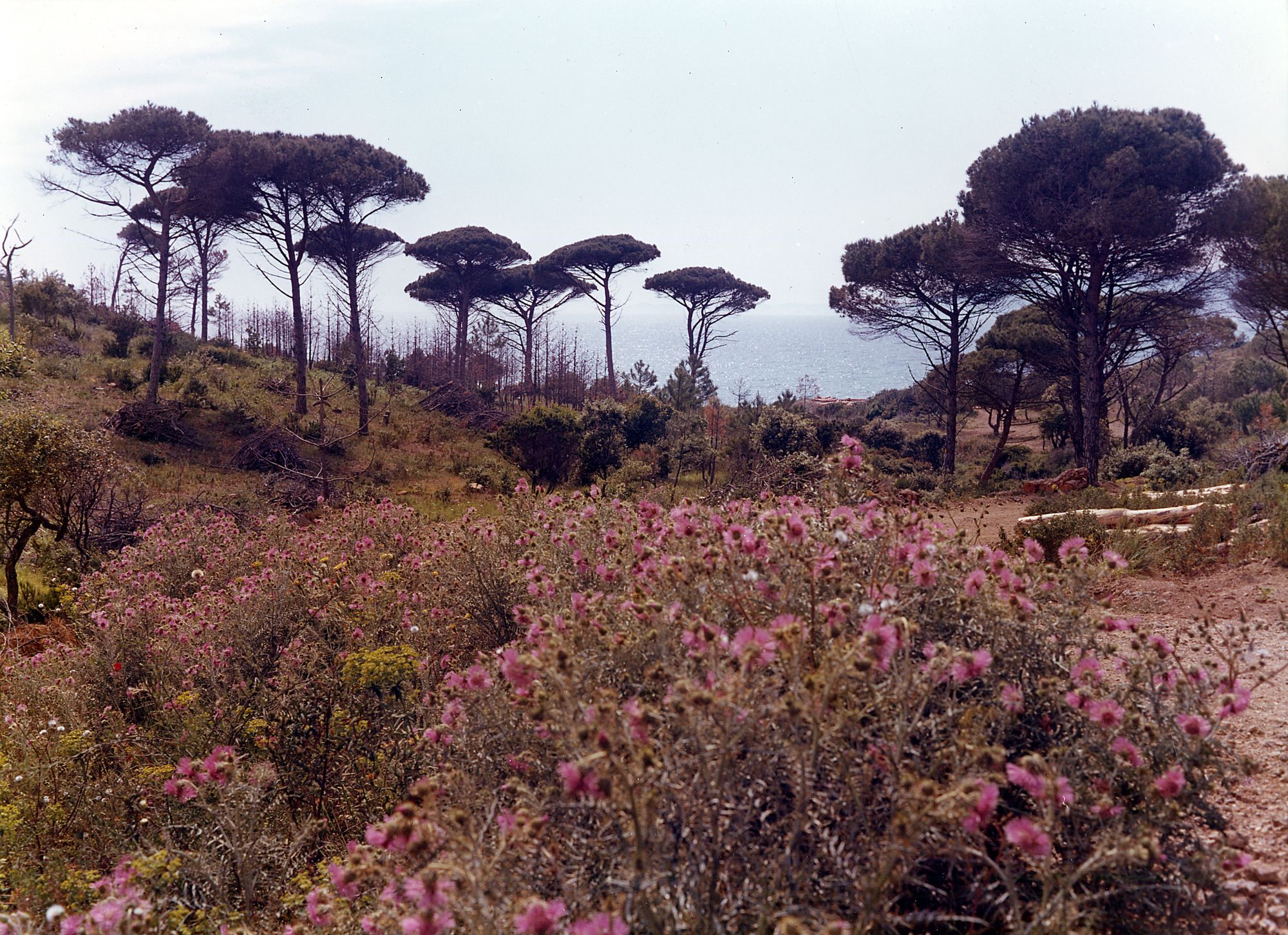 Végétation de l’ile Sainte-Marguerite, vers 1970 © Photo-Ciné, A. et M. Baconnet. AMC, 3Fi175.