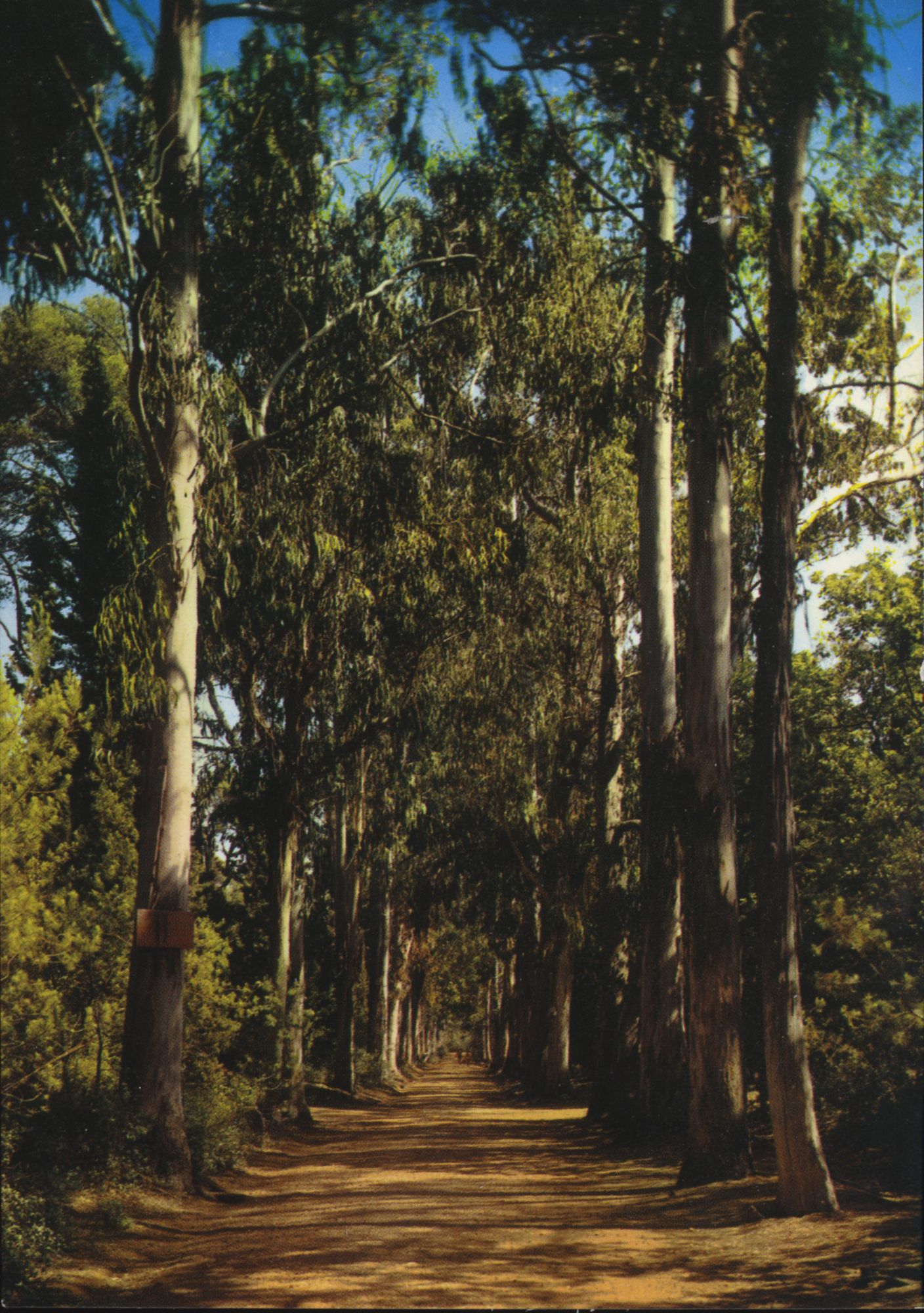 Allée des eucalyptus sur l’ile Sainte-Marguerite, 1980 Photographie, auteur inconnu. AMC, 2Fi2739.